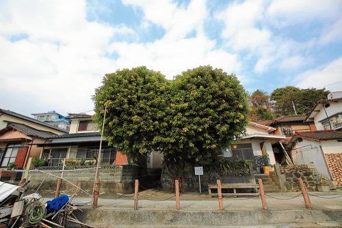 島では「あこうさま」と呼ばれるアコウの巨樹。
写真を撮る前に、手を合わせて拝みたくなる。